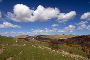 sheep grazing on the Cheviot Hills, between England and Scotland