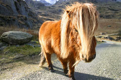 Welsh pony in Wales, UK